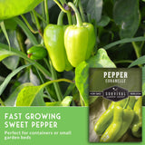 Green peppers growing on a plant with 'Survival Garden Seeds' branding.