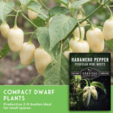 White habanero pepper plant - Compact dwarf pepper plant for small places