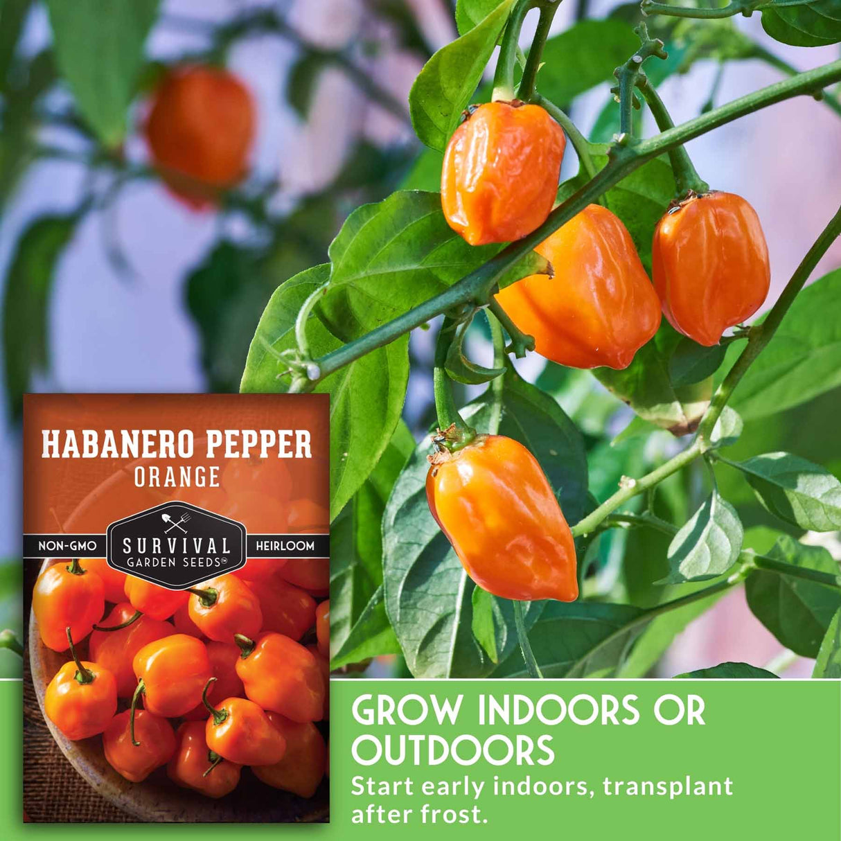 Habanero pepper plant with orange peppers and a package labeled 'Survival Garden Seeds' on the left.