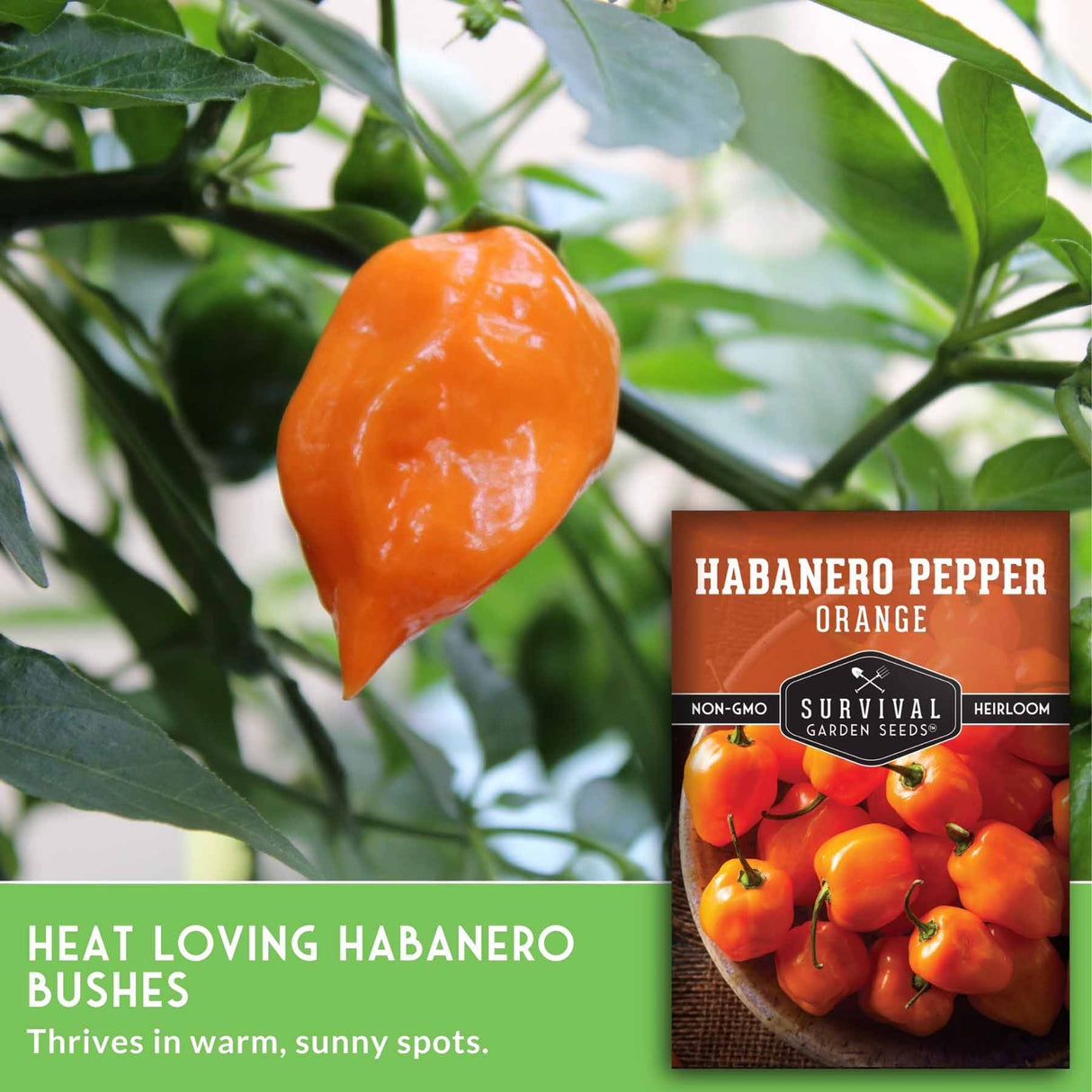 Habanero pepper on a plant with a seed packet labeled 'Survival Garden Seeds' in the background.