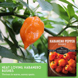 Habanero pepper on a plant with a seed packet labeled 'Survival Garden Seeds' in the background.