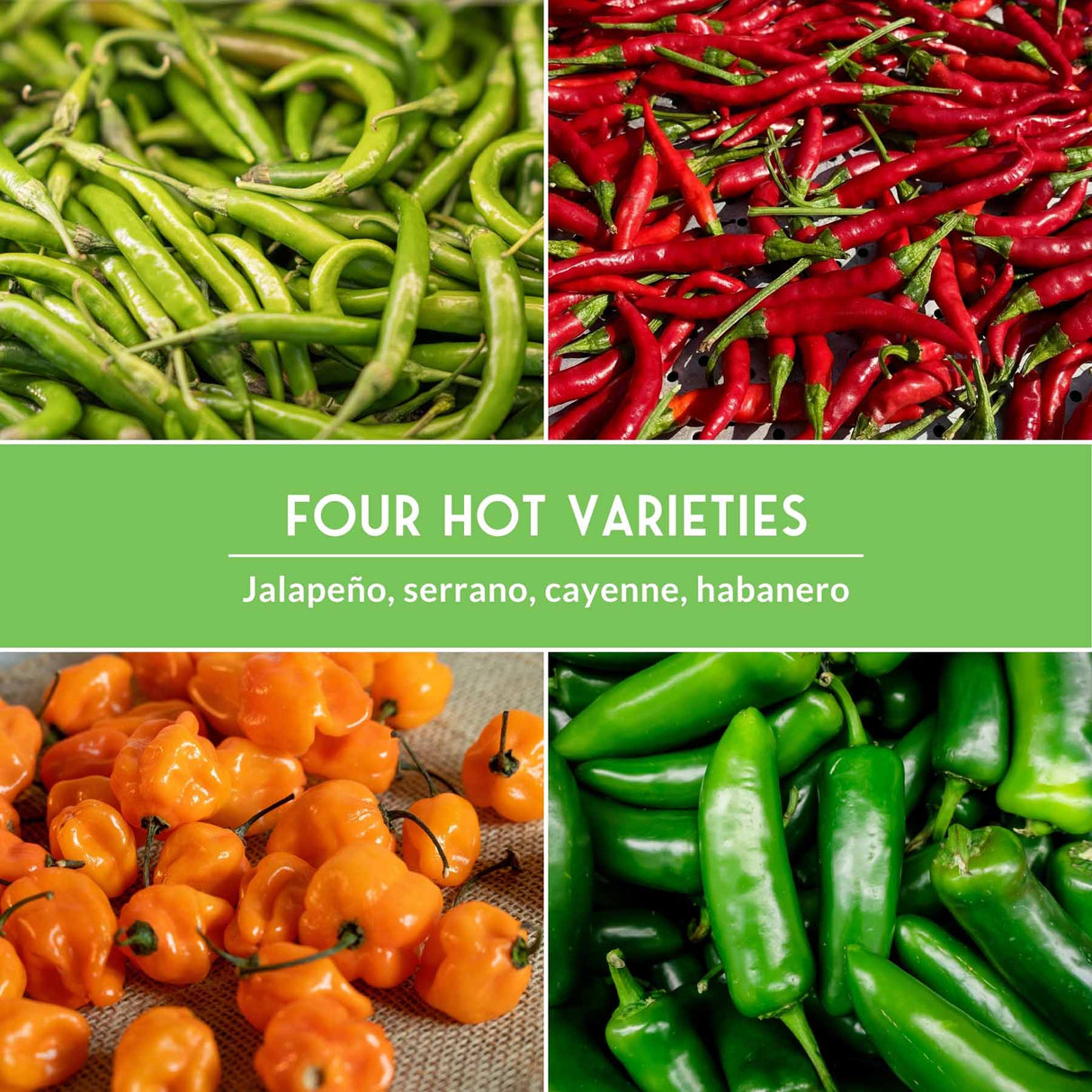 Collage of four types of hot peppers with a green banner displaying 'Four Hot Varieties' and pepper names.