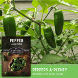 Jalapeno peppers growing on a plant with a seed packet labeled 'Survival Garden Seeds' in the foreground.