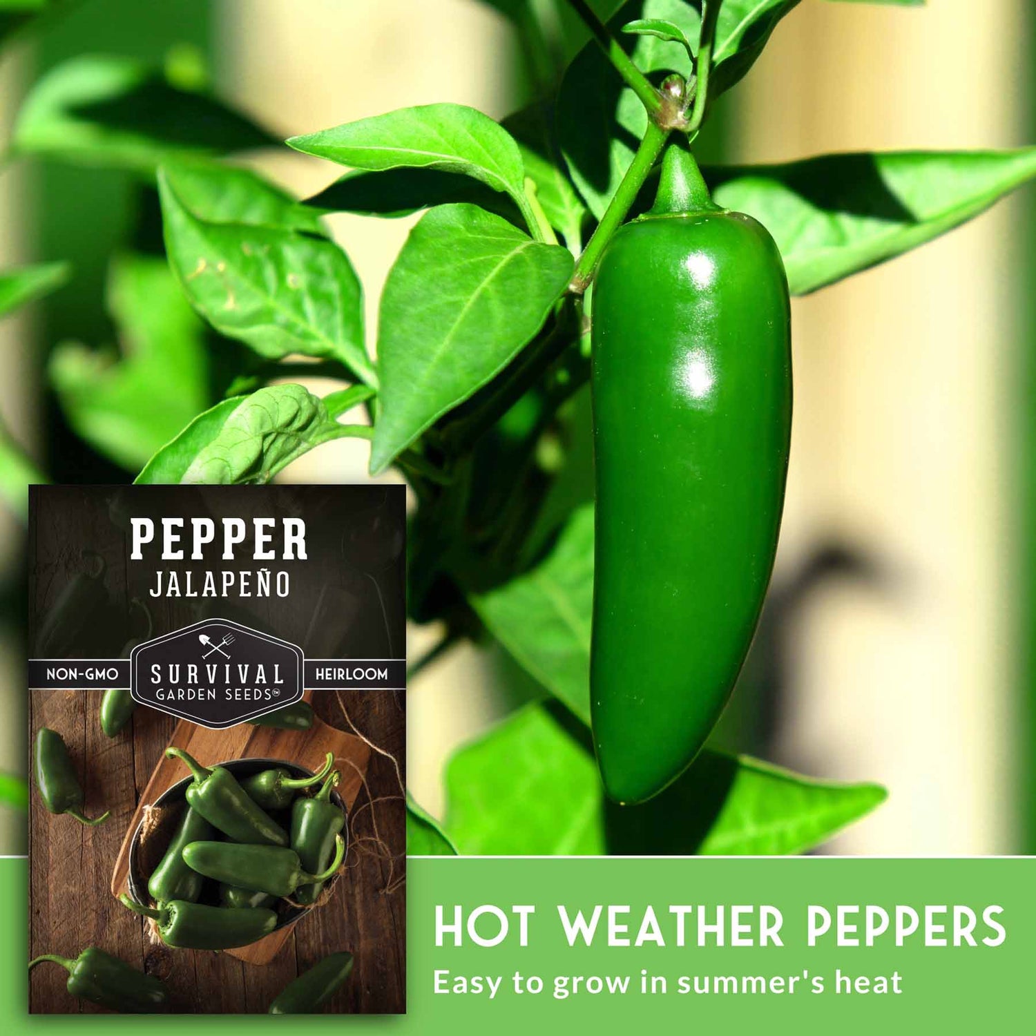 best time to plant jalapeno seeds Jalapeño Pepper – Heirloom Non-GMO Seeds – SurvivalGardenSeeds
