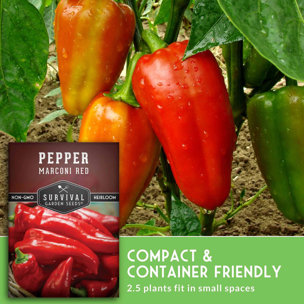 Red peppers growing on a plant with a 'Survival Garden Seeds' package of Marconi Red peppers.