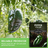Poblano pepper growing on a plant with a seed packet labeled 'Survival Garden Seeds' in the background.
