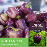 Purple peppers with a label for 'Purple Beauty' peppers on a blurred background