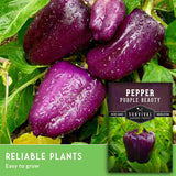 Purple peppers with green leaves and a seed packet labeled 'Purple Beauty' on a green background.