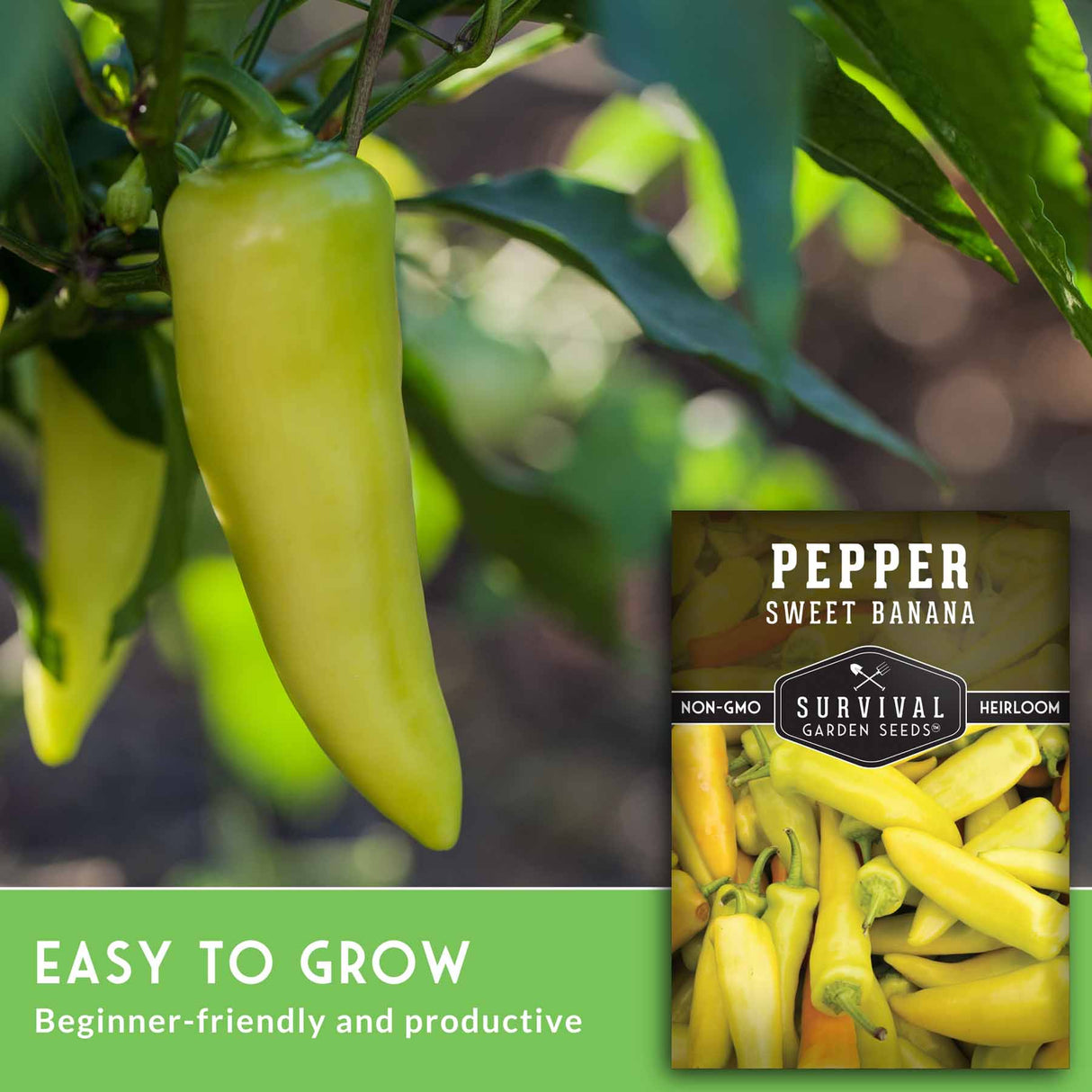 Green sweet banana pepper on a plant with a seed packet labeled 'Sweet Banana Pepper' from Survival Garden Seeds.