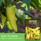 Green sweet banana pepper on a plant with a seed packet labeled 'Sweet Banana Pepper' from Survival Garden Seeds.