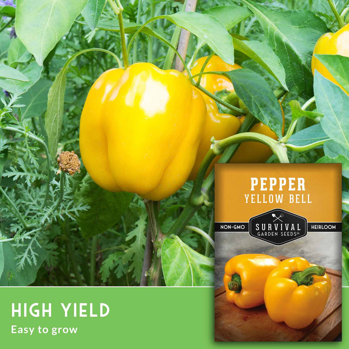 Yellow bell peppers growing on a plant with a seed packet labeled 'Survival Garden Seeds' in the foreground.