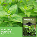 Peppermint plant with a label indicating it is non-GMO and heirloom, suitable for indoor or outdoor cultivation.
