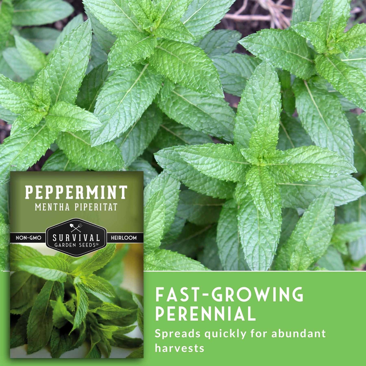 peppermint seeds planting Survival Garden Seeds - Peppermint Seed for Planting