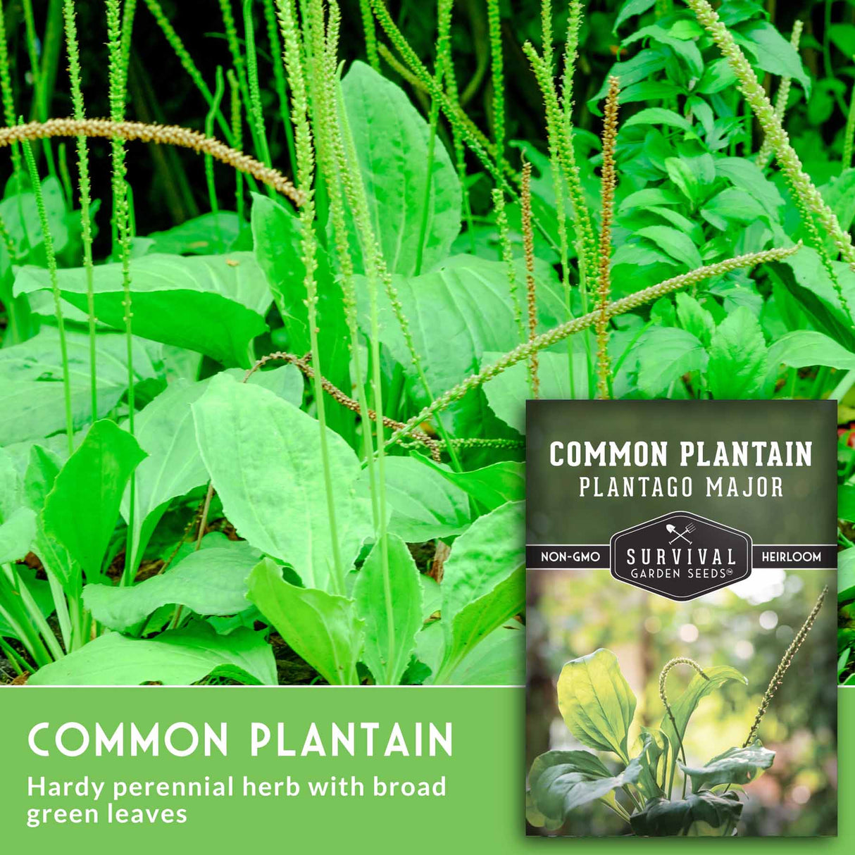 Common plantain plants with a seed packet labeled 'Survival Garden Seeds' in the foreground.