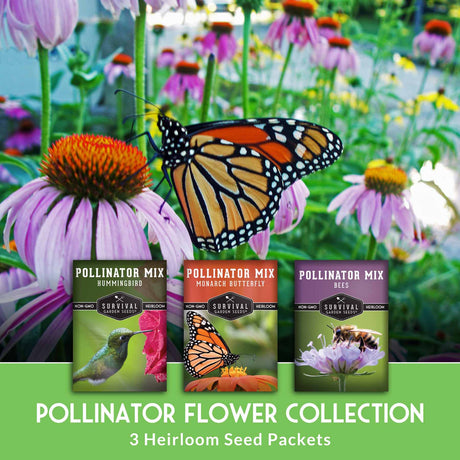 Three heirloom seed packets for pollinator flowers with a butterfly on flowers in the background.