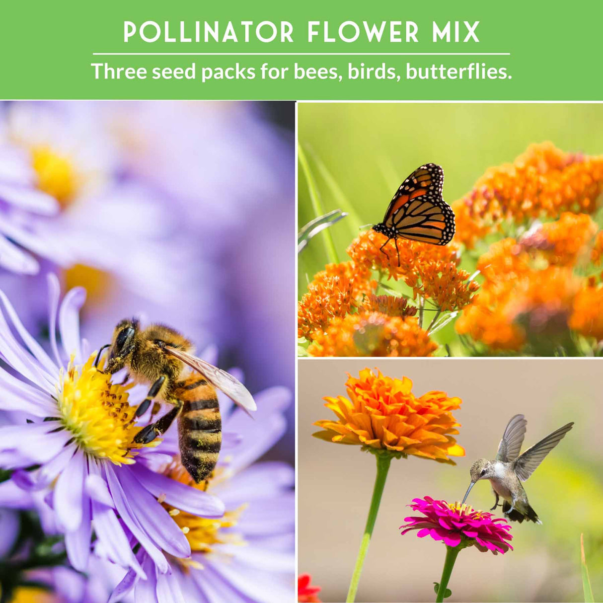 Pollinator Flower Mix with images of a bee, butterfly, and hummingbird on flowers.