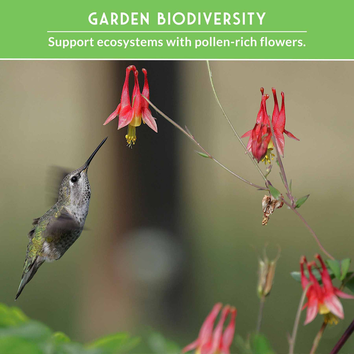 Hummingbird feeding on a red flower with text about garden biodiversity.