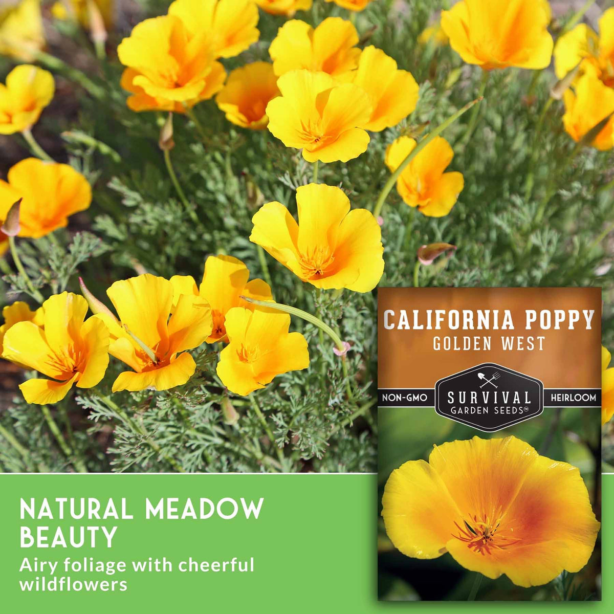 Yellow California poppy flowers with green foliage, shown with a product label overlay reading 'Natural Meadow Beauty' and 'California Poppy Golden West' from Survival Garden Seeds.