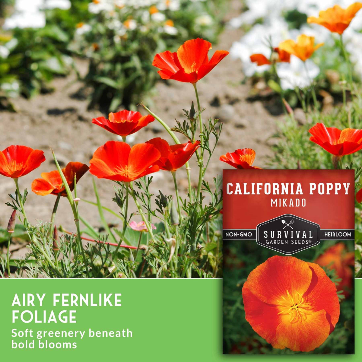 California poppy foliage and blooms in a garden setting with a product label overlay for Survival Garden Seeds 'California Poppy Mixado'.