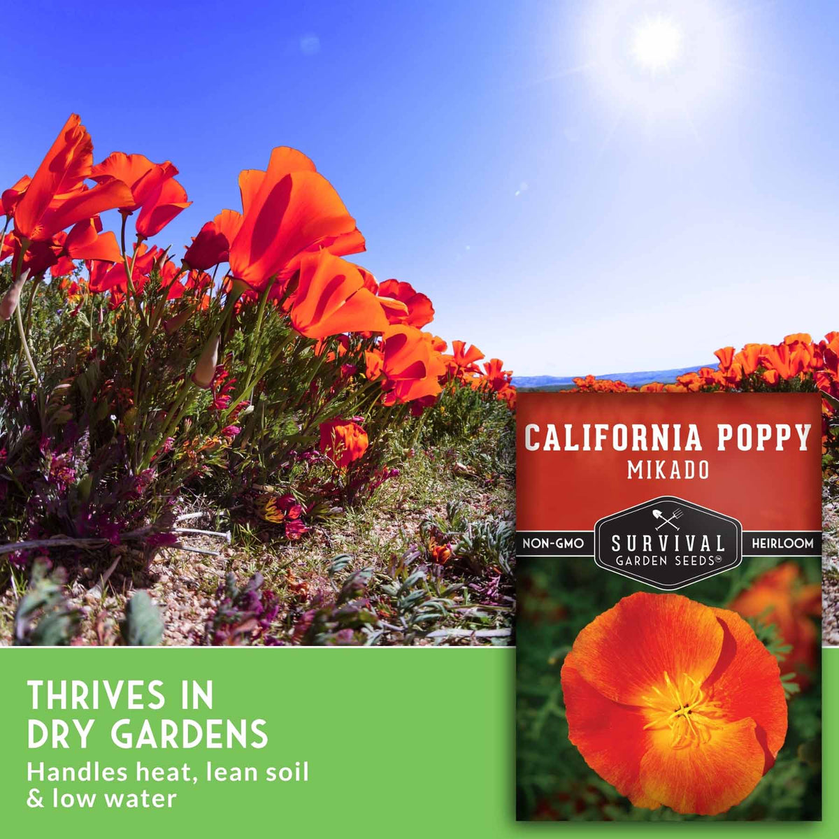 Promotional graphic for Survival Garden Seeds California Poppy Mikado seeds, featuring a field of blooming orange poppies under a blue sky, with a product box overlay and text stating 'Thrives in Dry Gardens'.