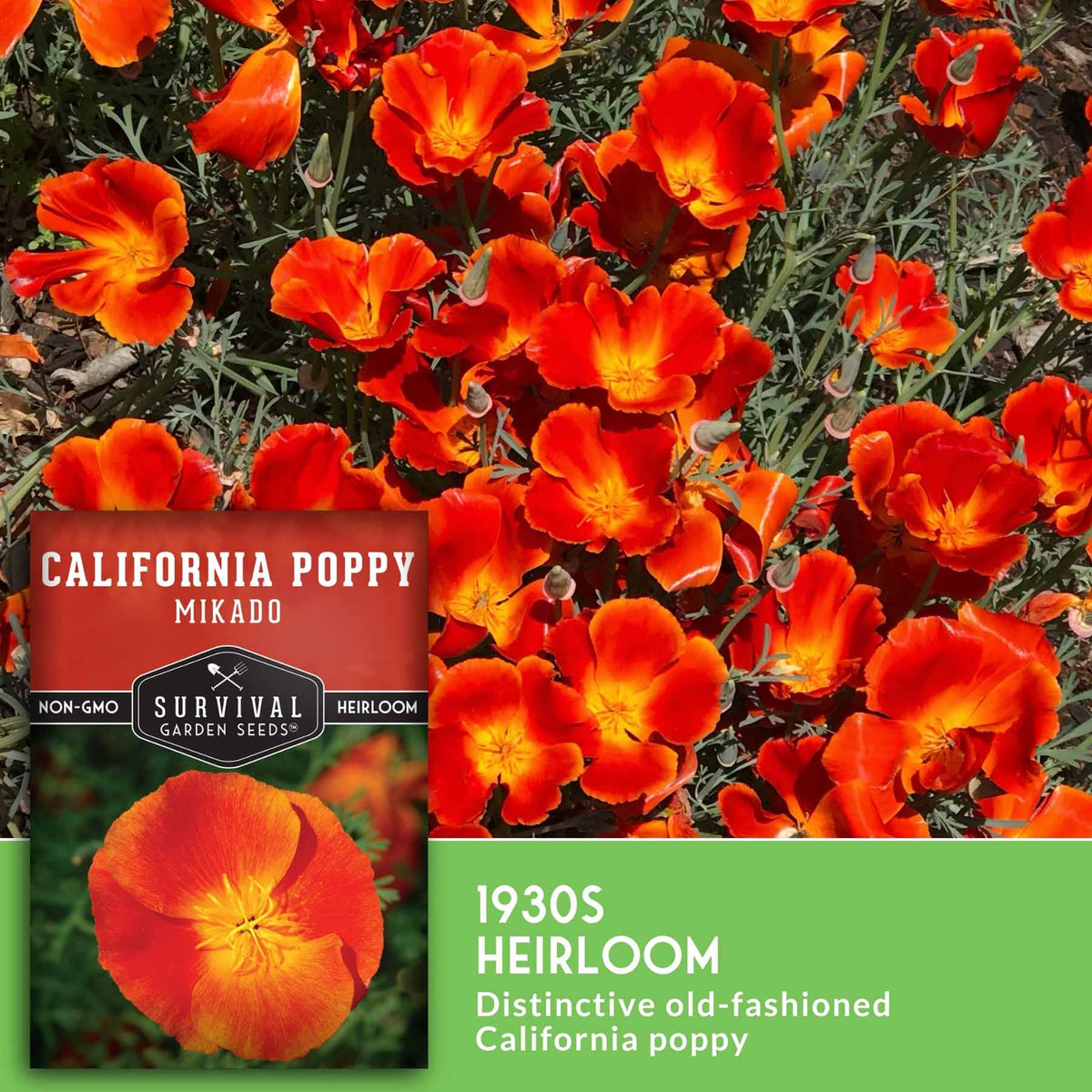 Seed packet and label graphic for Survival Garden Seeds California Poppy Mikado 1930s Heirloom, showing bright orange-red flowers with green foliage and a close-up flower inset.