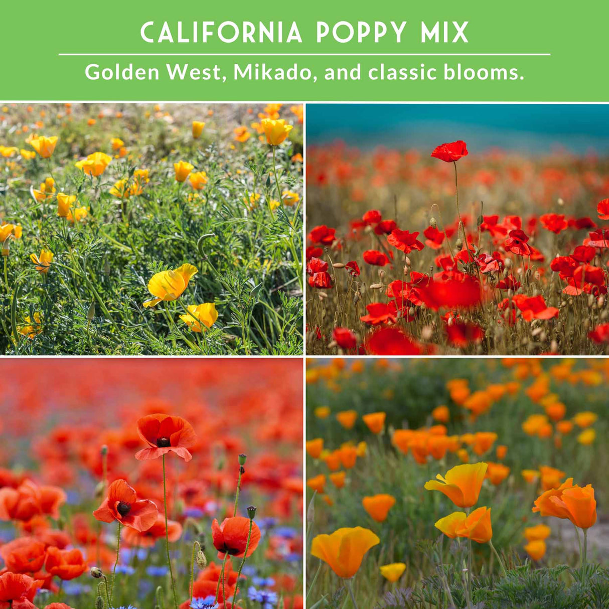 Collage of California poppies in various colors with text indicating types.
