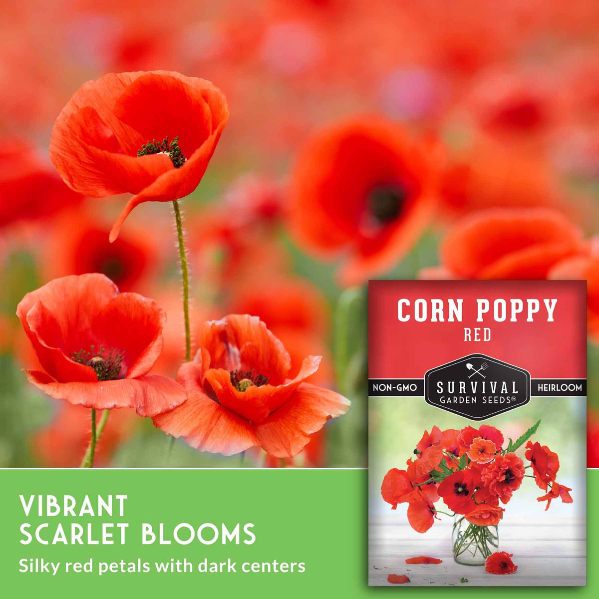 Red poppies with text that says Vibrant Scarlet Blooms