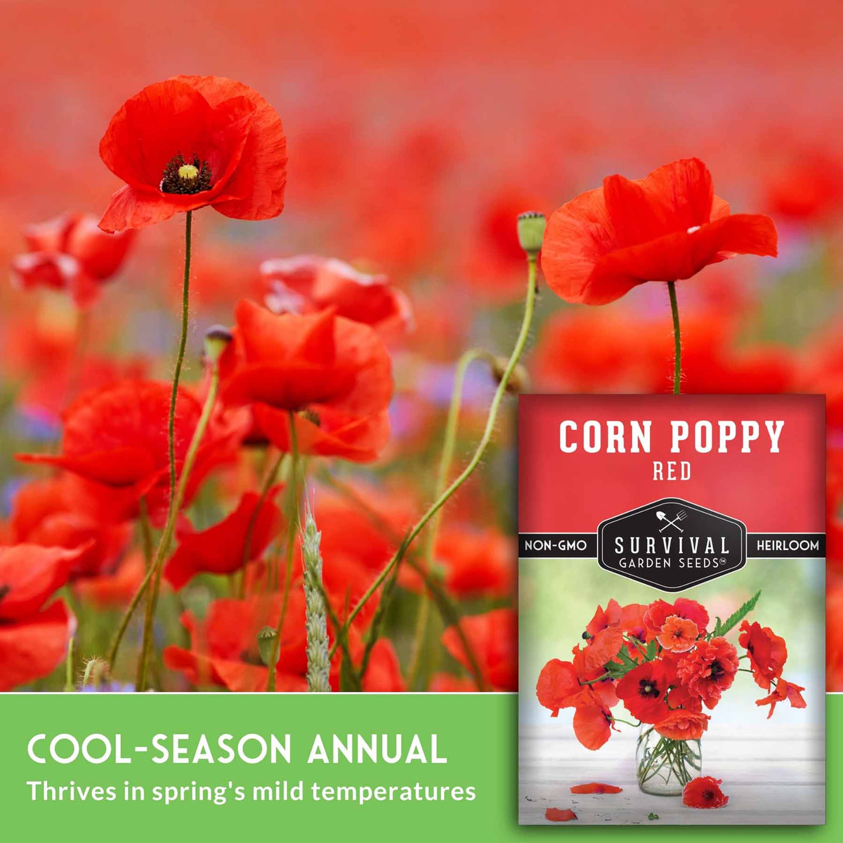 Red poppies with text that says Cool-Season Annual