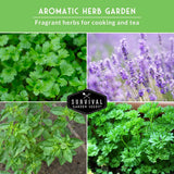 Cilantro, basil parsley and lavender plants