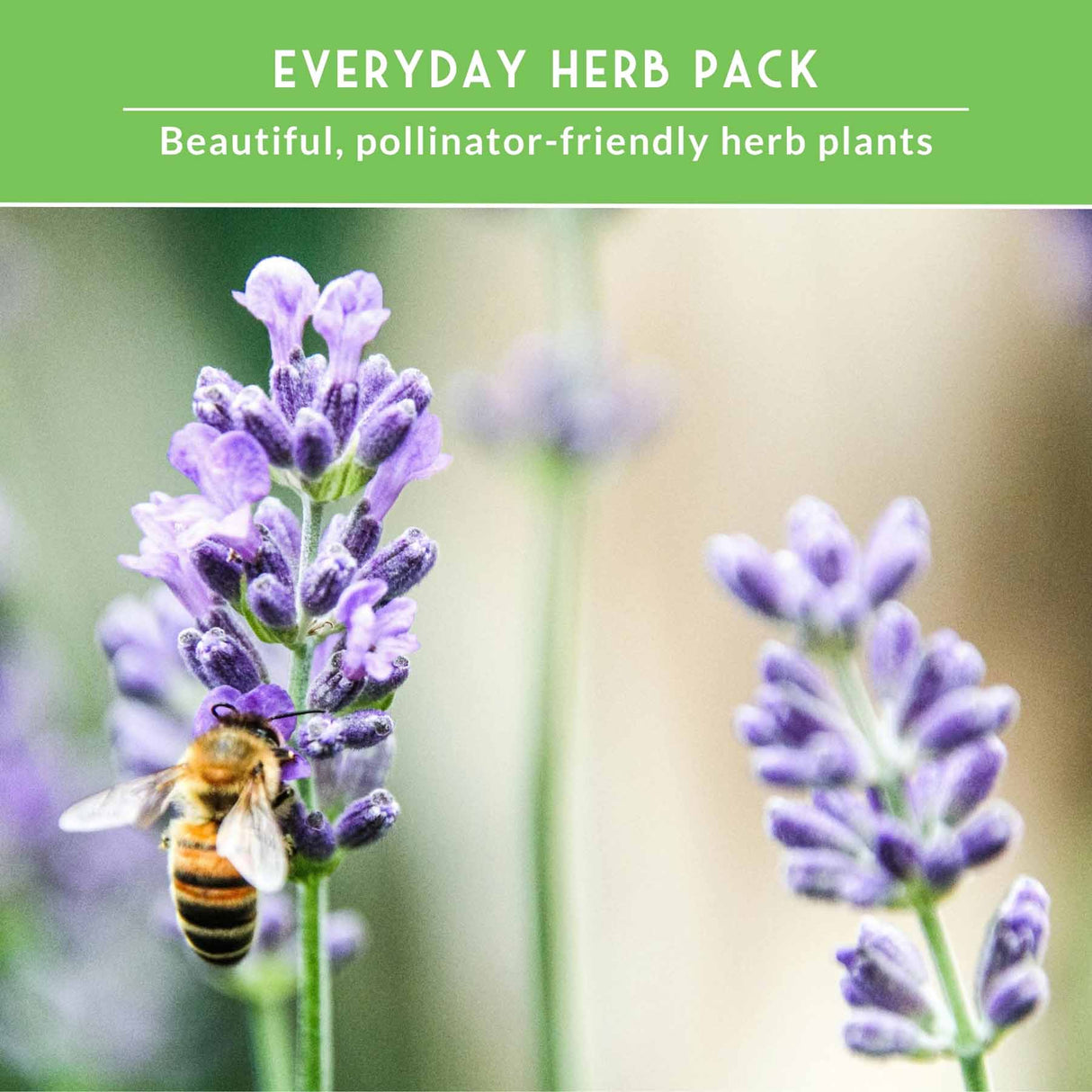 Lavender flowers with a bee on a green background, labeled 'Everyday Herb Pack'.