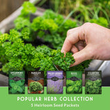 A hand harvests fresh green herbs from a garden planter, with five illustrated seed packet cards for popular herb varieties lined up along the bottom. Text at the bottom reads 'POPULAR HERB COLLECTION' and '5 Heirloom Seed Packets.