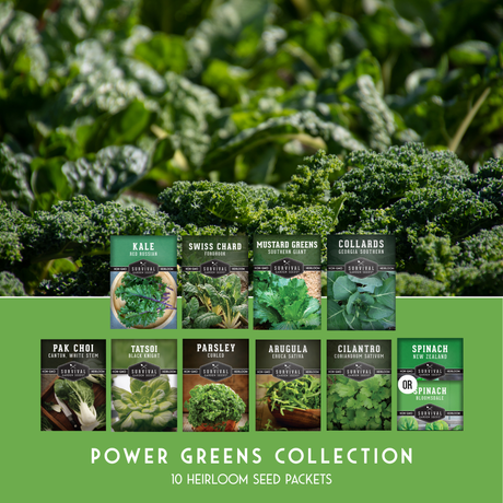 Power Greens Seed Collection – 10 Heirloom Non-GMO Leafy Green & Herb Varieties for Year-Round Nutrition