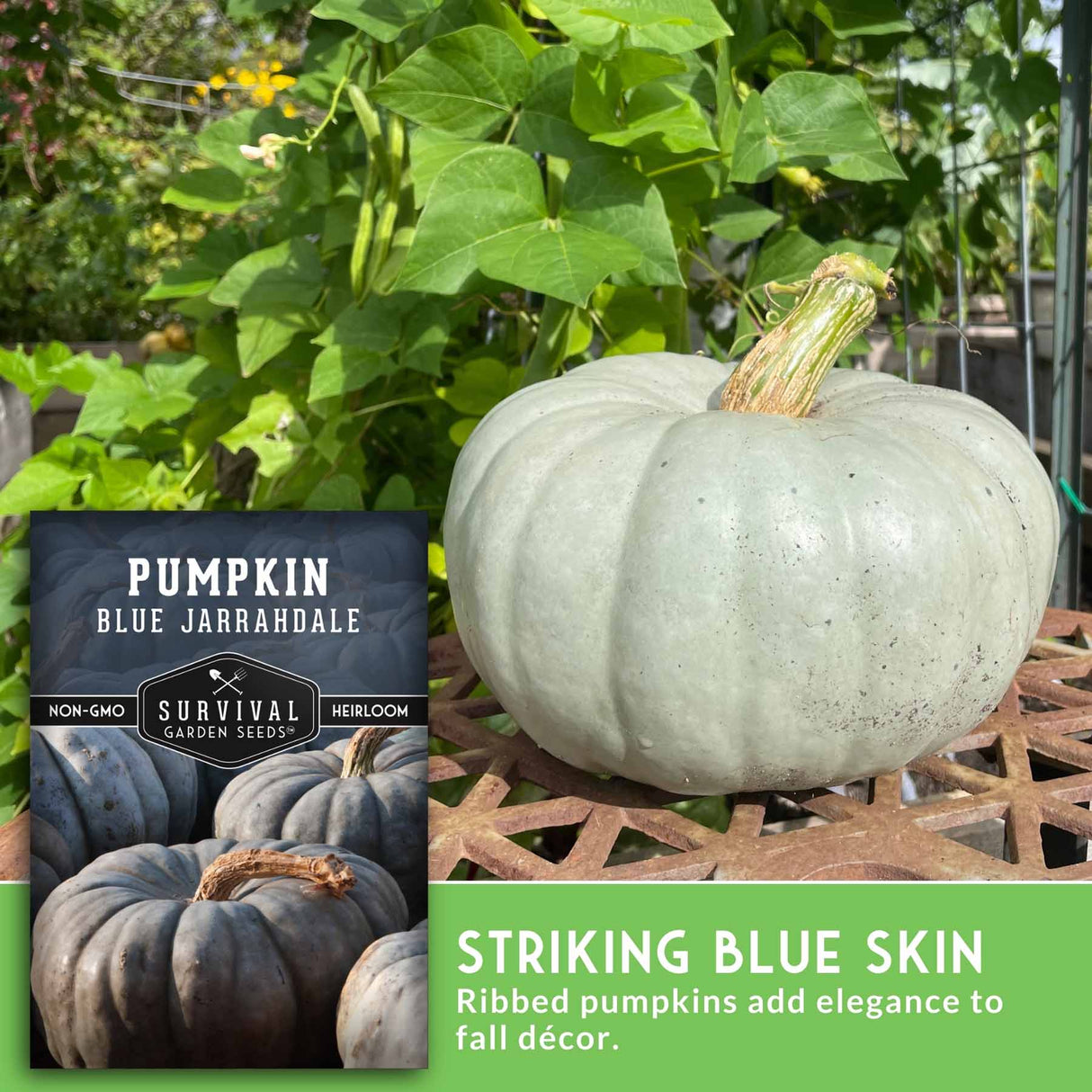 Blue Jarrahdale pumpkin withSurvival Garden Seeds packaging and text about pumpkin features.