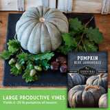 Blue Jarrahdale pumpkin with green leaves and acorns on a dark surface, with a label for Survival Garden Seeds.
