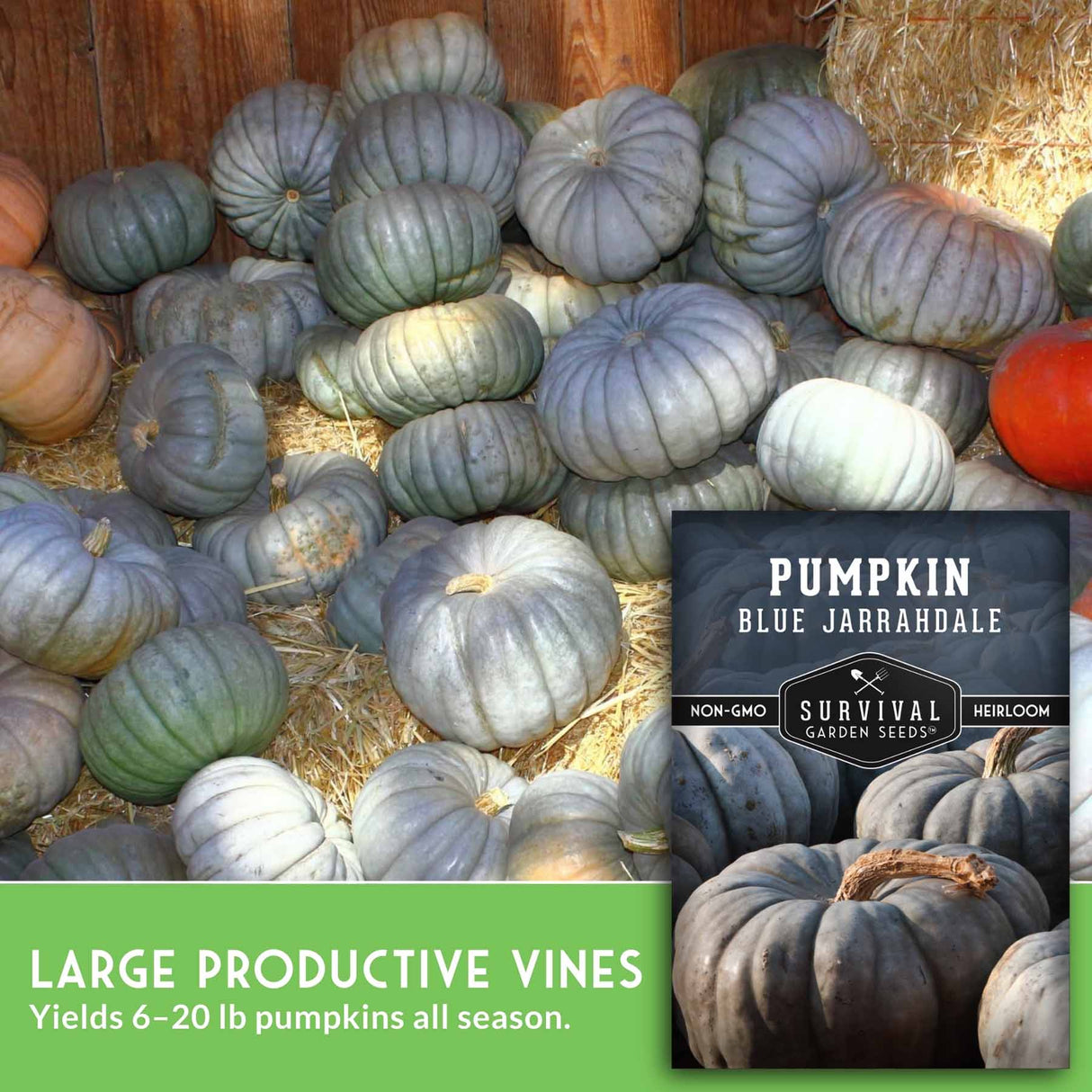 Pile of blue and green pumpkins with a Survival Garden Seeds package on hay.