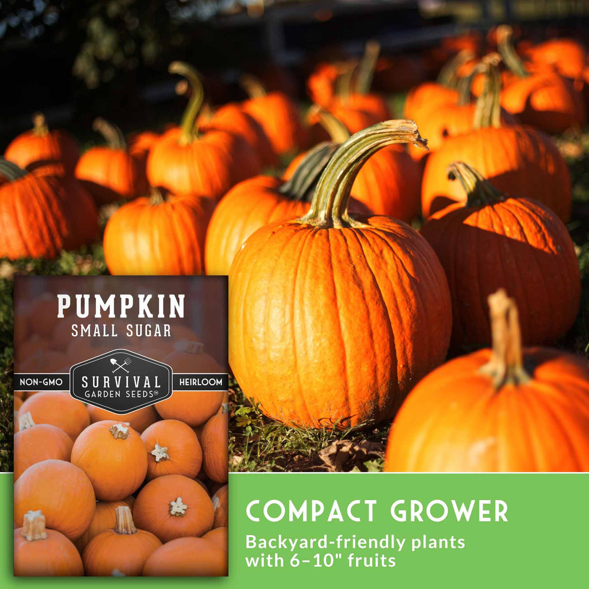 Pumpkin with 'Survival Garden Seeds' packaging and text about compact growth and plant size.