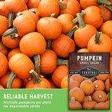 Pile of pumpkins with a package of Survival Garden Seeds pumpkin seeds on a green background