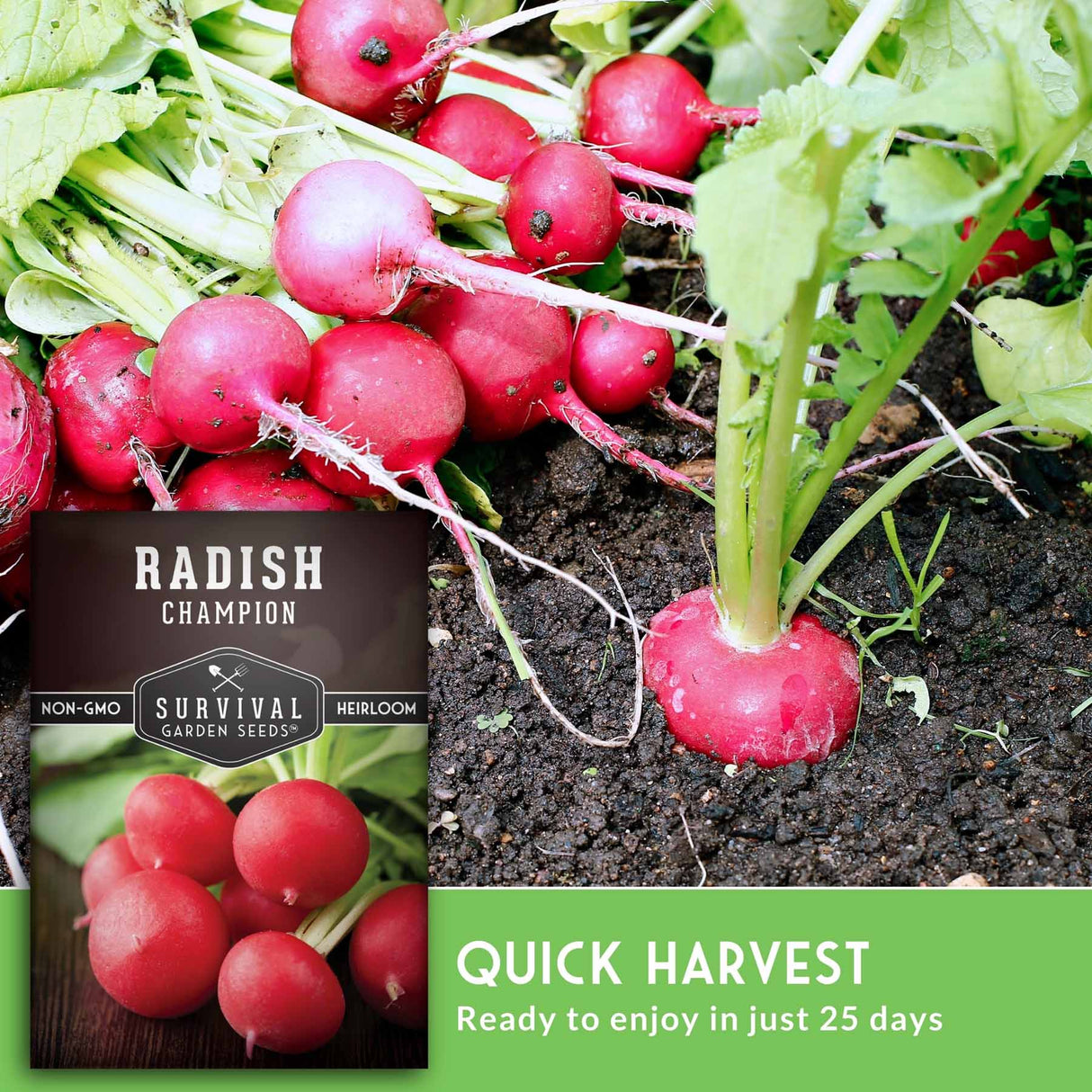 Radish plants with a seed packet labeled 'Radish Champion' on a green background