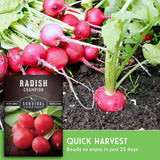 Radish plants with a seed packet labeled 'Radish Champion' on a green background