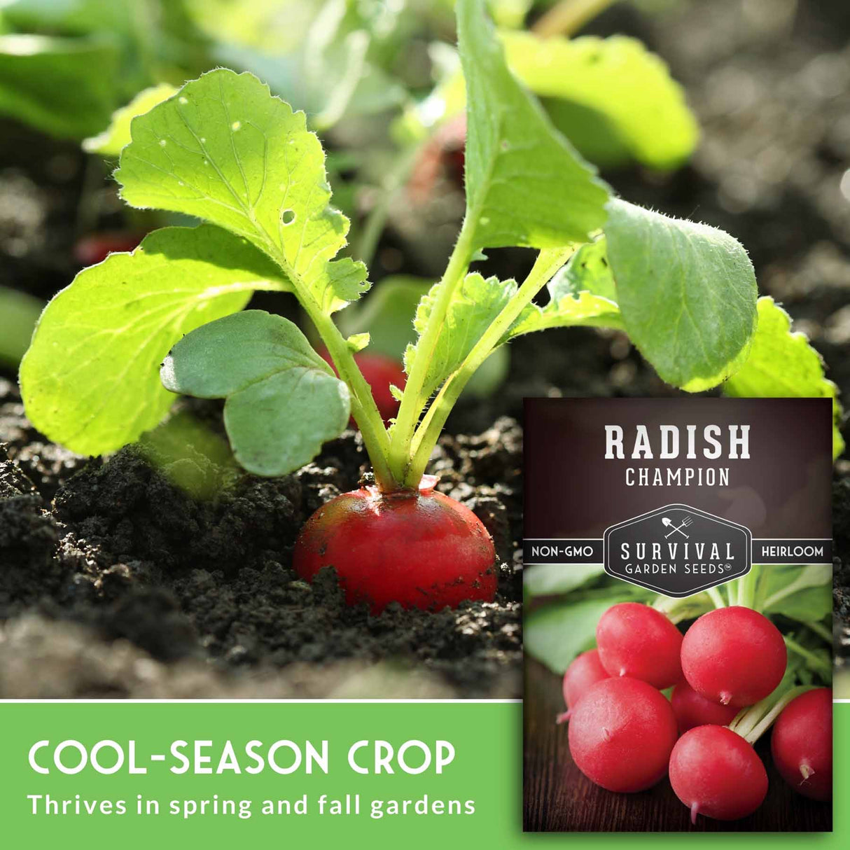 Radish plant with a label for 'Radish Champion' seeds, showing text about being a cool-season crop.