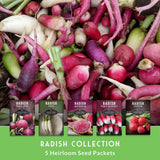 Collection of radishes with seed packets displayed below on a green background