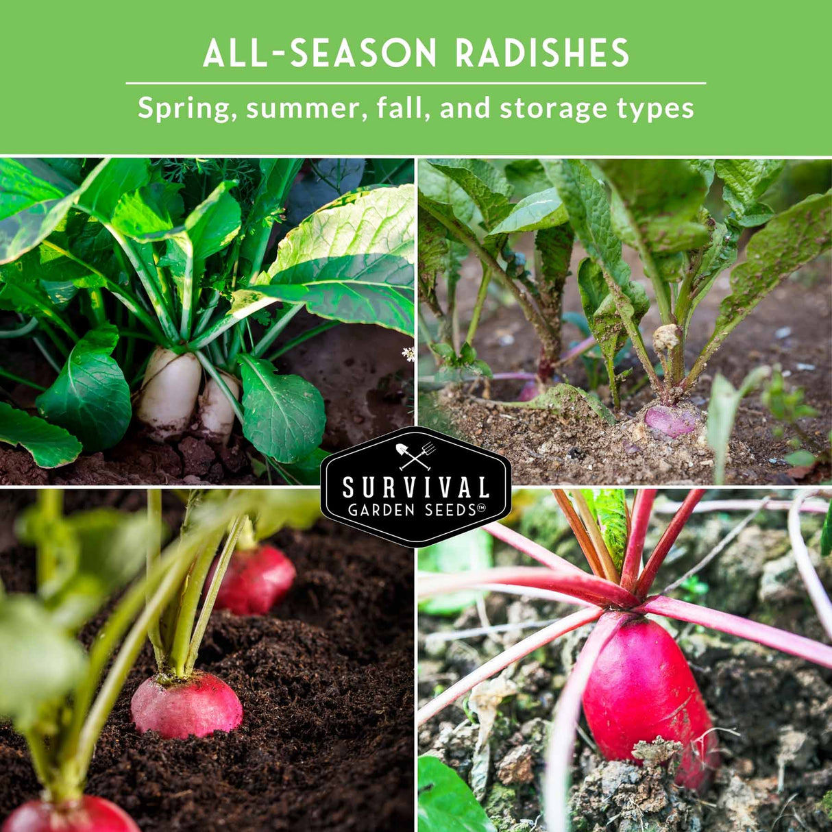 Collage of radishes growing in soil with 'Survival Garden Seeds' logo.