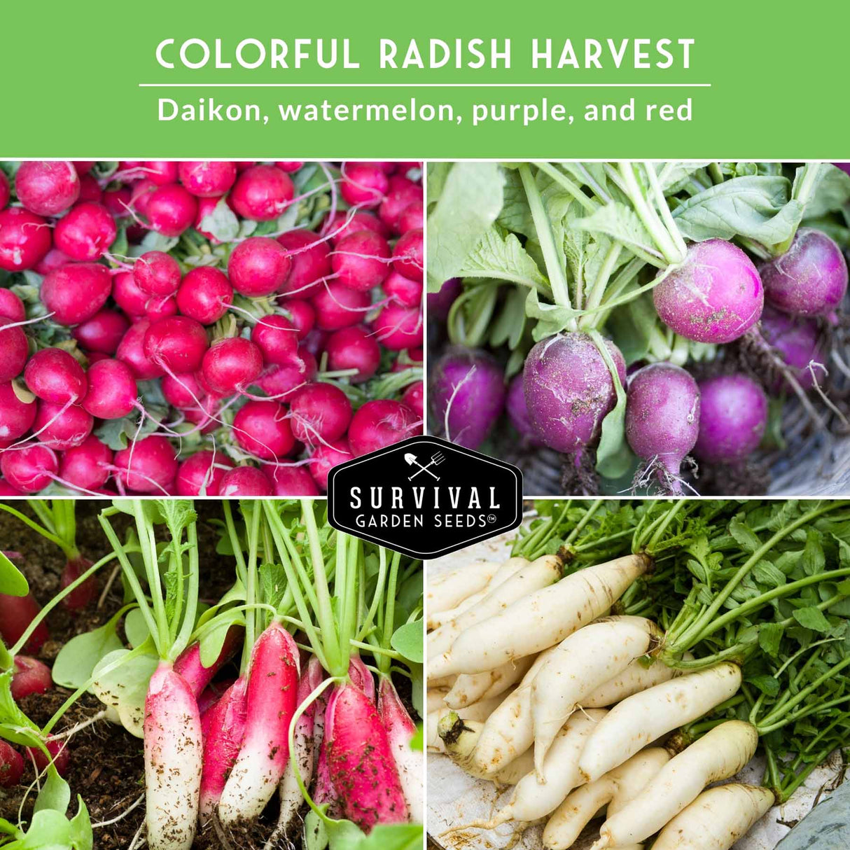 Collage of colorful radishes including daikon, watermelon, purple, and red with Survival Garden Seeds logo.