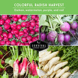 Collage of colorful radishes including daikon, watermelon, purple, and red with Survival Garden Seeds logo.