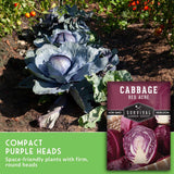 A compact purple cabbage plant growing in a garden bed, shown alongside a seed packet labeled 'Cabbage Red Acre' and a green text banner reading 'Compact Purple Heads' with the subtitle 'Space-friendly plants with firm, round heads.'.