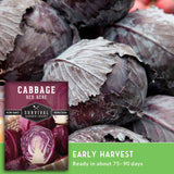 Seed packet for Survival Garden Seeds Cabbage Red Acre shown over a close-up photo of red cabbage heads, with a green banner reading Early Harvest and Ready in about 75-90 days.
