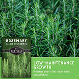 Rosemary plant with a seed packet labeled 'Survival Garden Seeds' on a green background.