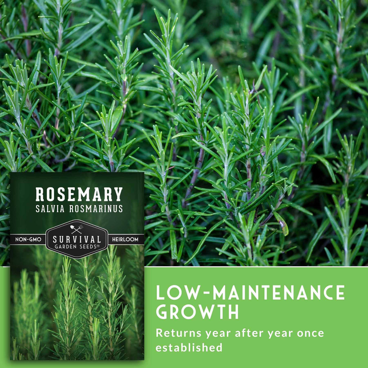 Rosemary plant with a seed packet labeled 'Survival Garden Seeds' on a green background.