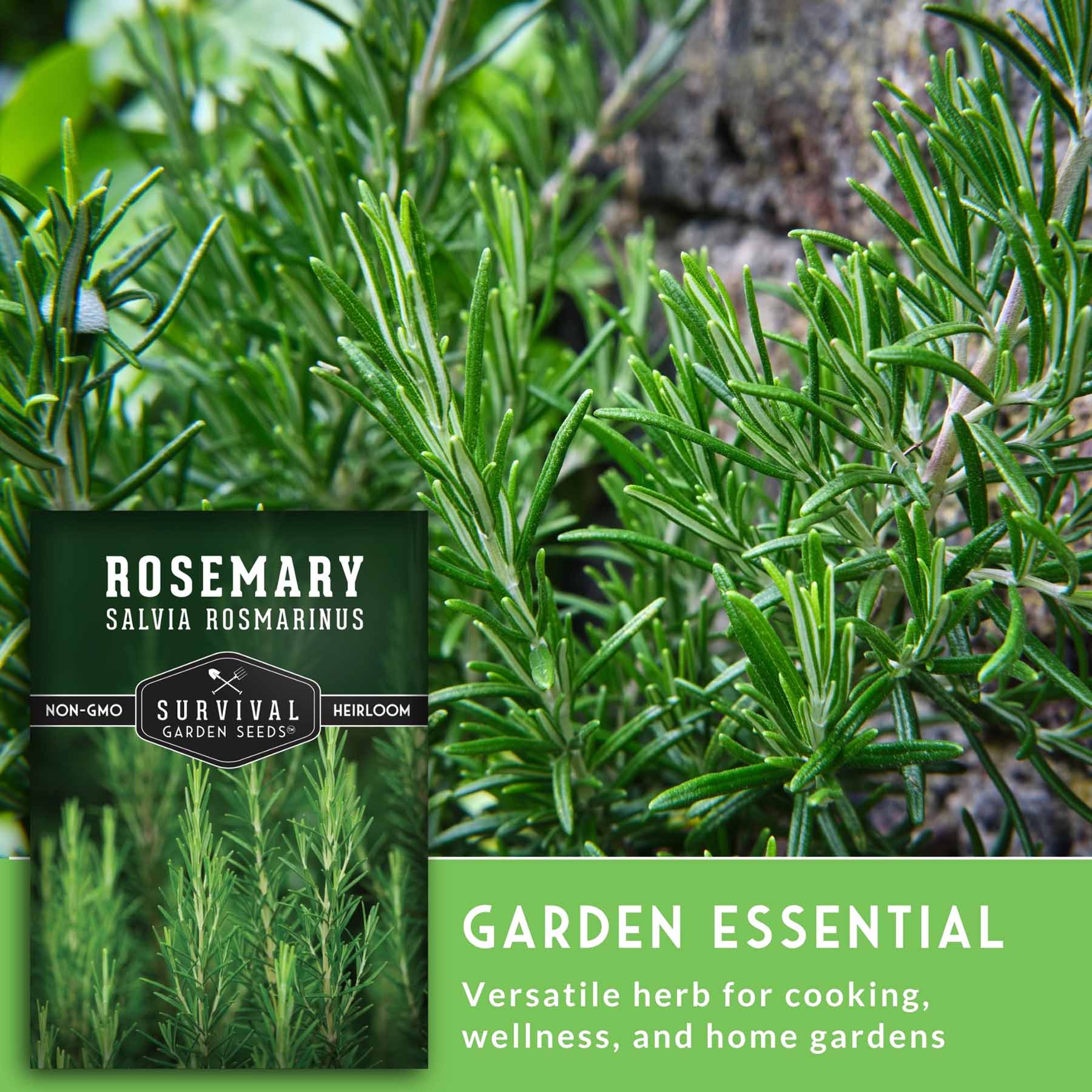 Heirloom Rosemary Seeds – Culinary Herb – SurvivalGardenSeeds
