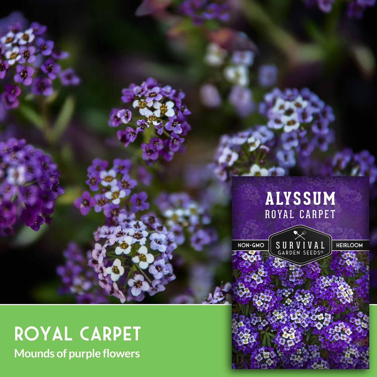 Alyssum Royal Carpet seed packet with purple flowers in the background